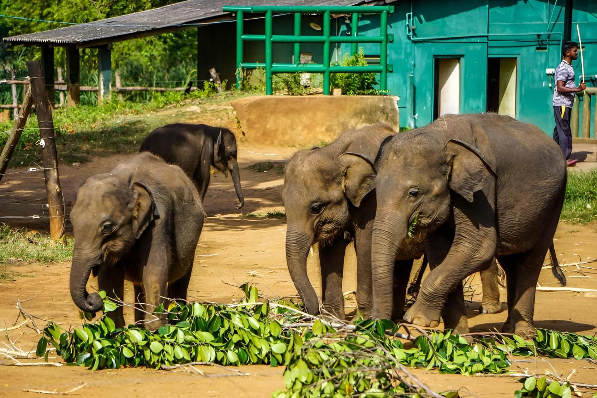 Little Ele Safari Lodge Udawalawe Εξωτερικό φωτογραφία